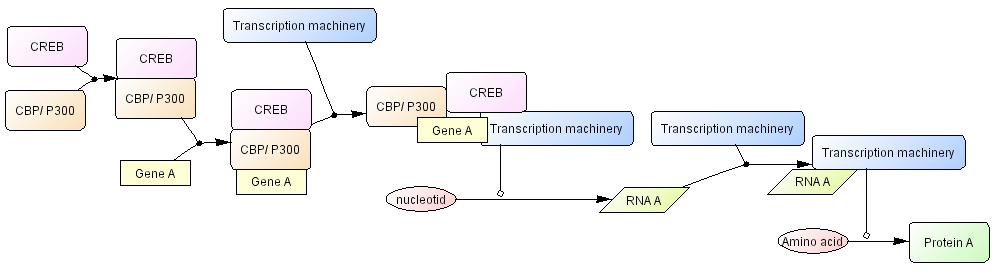 Flow Chart Of Transcription And Translation