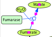 Malate Dehydrogenase in TCA cycle