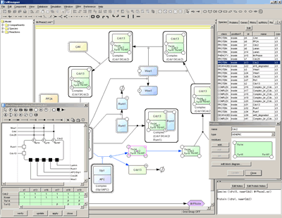 CellDesigner Screen Example