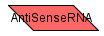 Antisense RNA (CD)