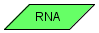 RNA