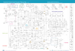 EGFR pathway map