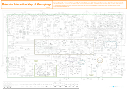 Macrophage Molecular Interaction Map