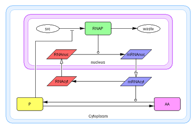 Example Simulation Models